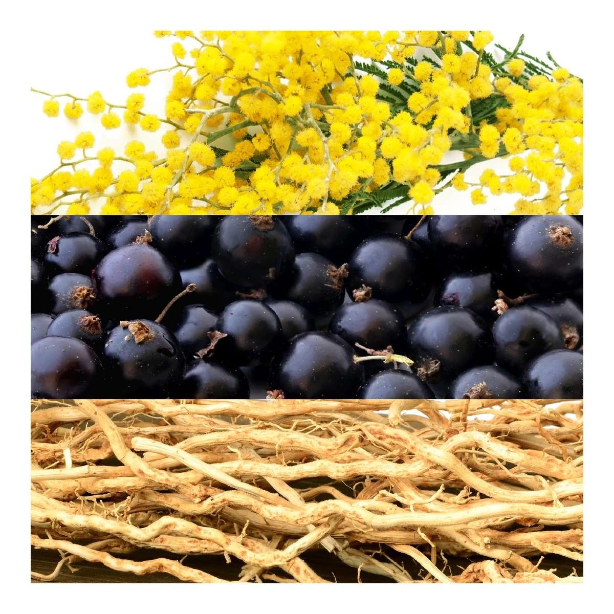 EAU DE LACOSTE L.12.12 POUR ELLE Elégant 90ml – Image 3